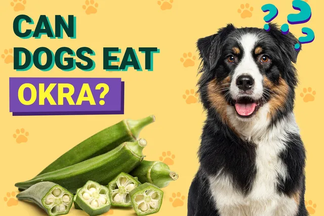 Can Dogs Eat Okra? Vet-Verified Nutrition Facts, Risks & Tips