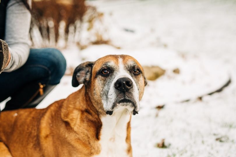 Boxador dog_Karen Culp_Shutterstock