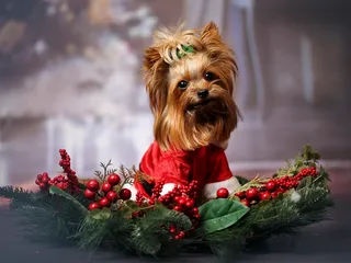 9 Best Ugly Christmas Sweaters For Dogs in 2026 - Review & Top Picks