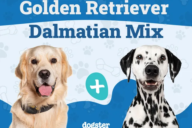 Goldmatian (Dalmatian & Golden Retriever Mix): Info, Pictures, Care & More