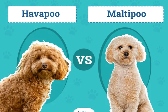 Havapoo vs. Maltipoo: The Main Differences (With Pictures)