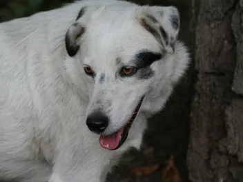 Why Is My Dog Panting at Night? 9 Vet-Explained Reasons