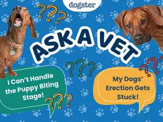 Ask Dr. Paola - Help! My Dogs Erection Gets Stuck! (April 6, 2026)
