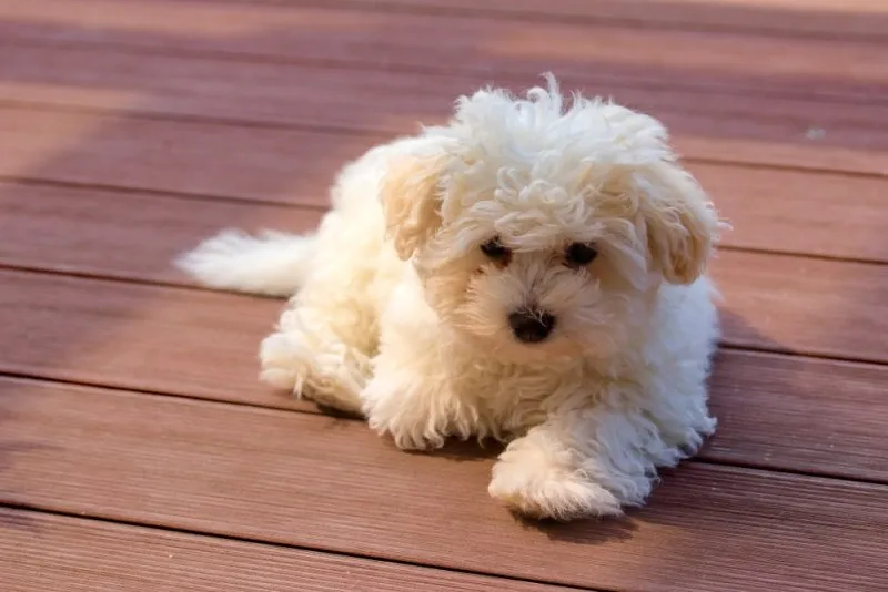 bolognese puppy lying on wooden floor