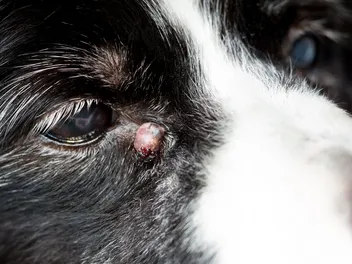 Types of Cysts on Dogs & How to Treat Them (Vet Answer)