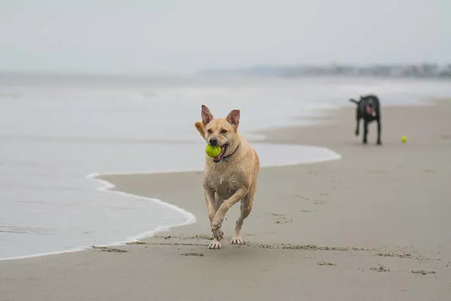 Top 10 Dog-Friendly Beaches in South Carolina: On & Off-Leash Places
