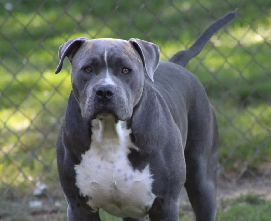 American XL Bully