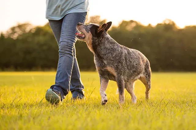 Why Does My Dog Follow Me Everywhere? 6 Vet-Verified Reasons