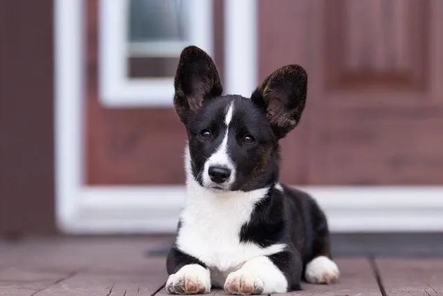 Do Corgis Make Good Pets? What You Need to Know