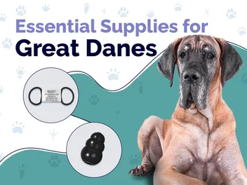 12 Essential Great Dane Supplies to Get You Started: 2026 Guide
