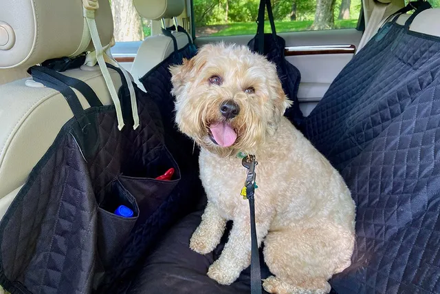 What to Do if You See a Dog in a Hot Car: 8 Vet-Approved Steps