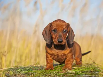 7 Dogs Prone to Diabetes: Vet-Verified Breed Health
