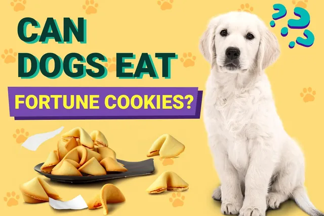 Can Dogs Eat Fortune Cookies? Vet-Verified Nutrition Facts & FAQ