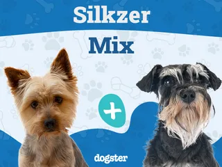 Silkzer (Miniature Schnauzer & Silky Terrier Mix): Info, Pictures, Care & More
