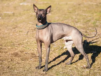 Mexican Hairless Dog (Xoloitzcuintli) Breed Guide: Info, Pictures, Care & More