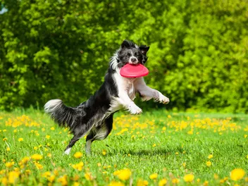 Do Dogs Get Spring Fever? Vet-Verified Behavior Explained