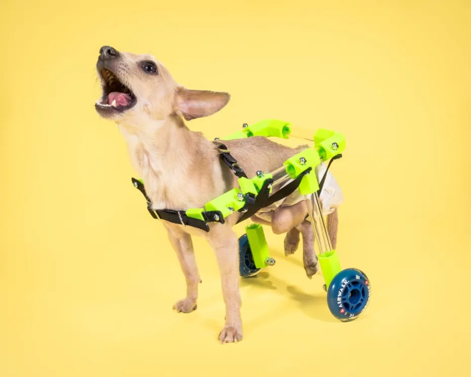 DIY Makezine Doggie Wheelchair