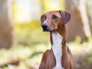 13 African Dog Breeds: Domesticated & Wild Canines (With Info & Pictures)