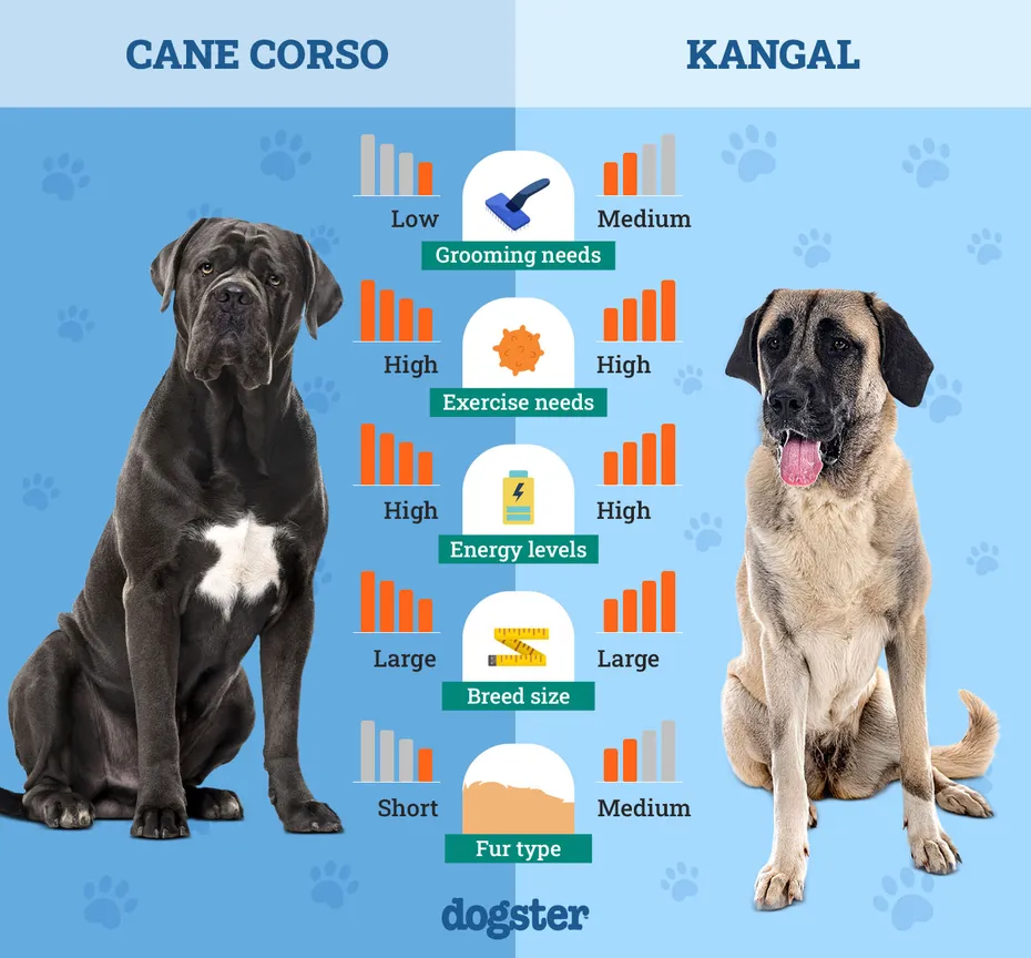 Dogster_Side by Side Comparison_ Cane Corso vs Kangal