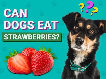 Can Dogs Eat Strawberries? Vet Approved Facts & FAQ
