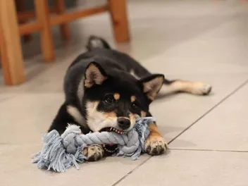 9 Eco-Friendly DIY Dog Toys to Make at Home Today (With Pictures)