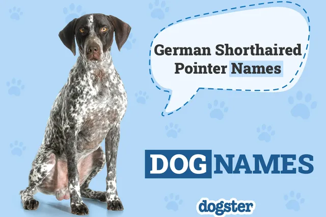 150+ German Shorthaired Pointer Names: Best Ideas for Your Pup