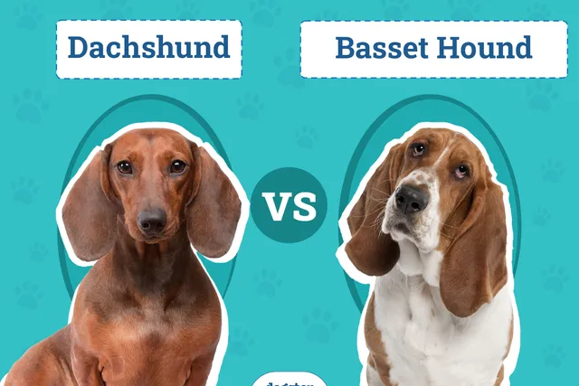 Dachshund vs. Basset Hound: The Differences (With Pictures)