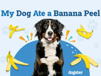 My Dog Ate a Banana Peel: Vet-Reviewed Signs, Complications & Risks