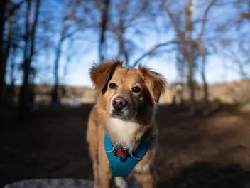 Gollie (Golden Retriever & Collie Mix): Info, Pictures & Care