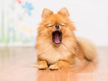 Are Yawns Contagious to Dogs & Vice Versa? What the Science Says