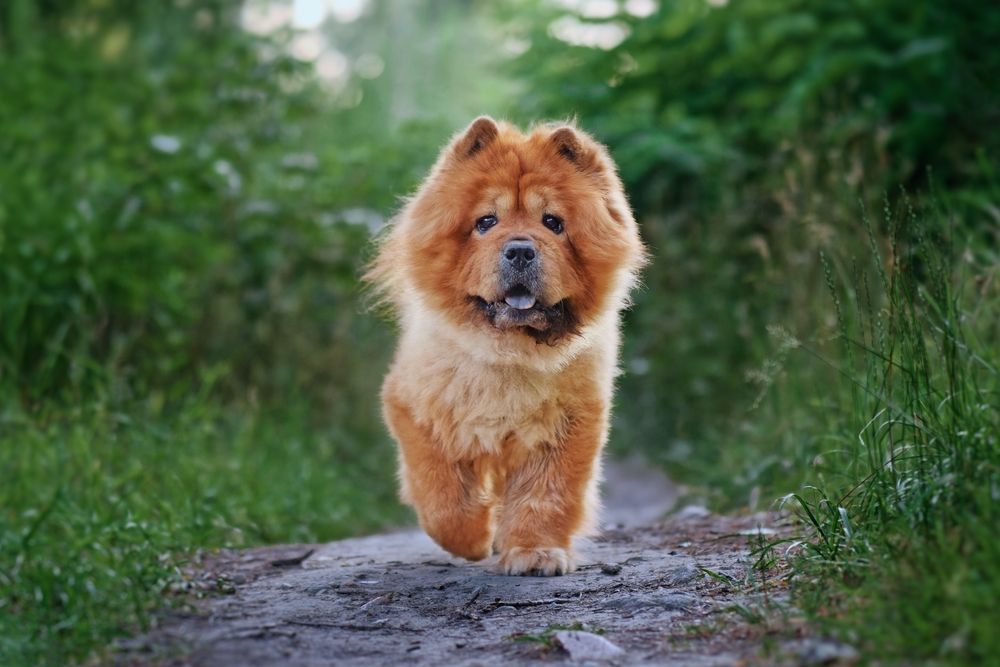 Chinese Foo Dog