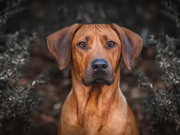 16 Different Rhodesian Ridgeback Mixes (With Pictures)