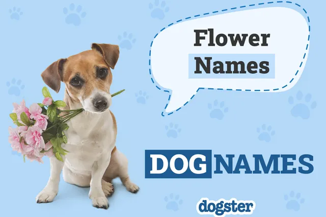 130+ Flower Names for Dogs: Beautiful & Unique Names