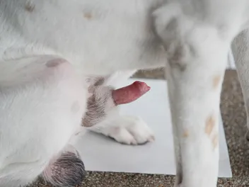 Paraphimosis in Dogs: Is Your Dog’s Lipstick “Stuck”? (Vet Answer)