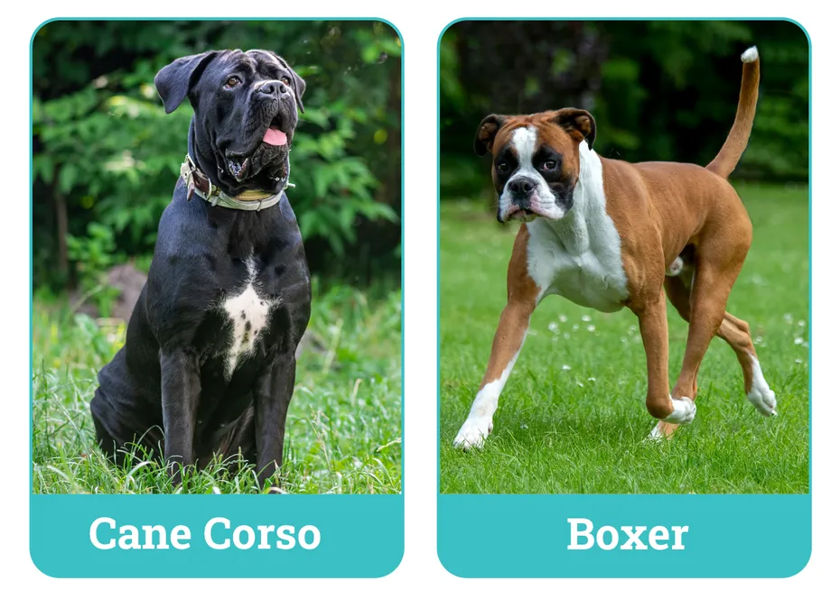 Cane Corso vs. Boxer