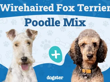Wire Poo Mixed Dog Breed: Info, Pictures, Care & More