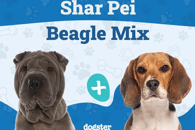 Sharp Eagle (Shar-Pei & Beagle Mix) Dog Breed: Info, Pictures, Care & More