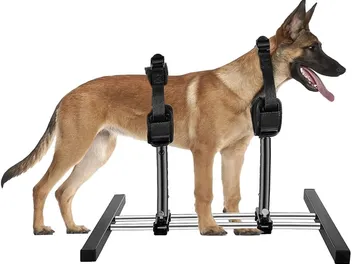 Dog Breeding Stands: Definition, Ethics & Considerations (Vet Reviewed)