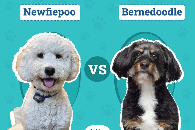 Newfiepoo vs Bernedoodle: Differences Explained (With Pictures)