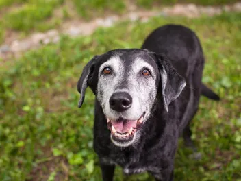 Can Elderly Dogs Undergo Anesthetic Dental Work? Our Vet Explains