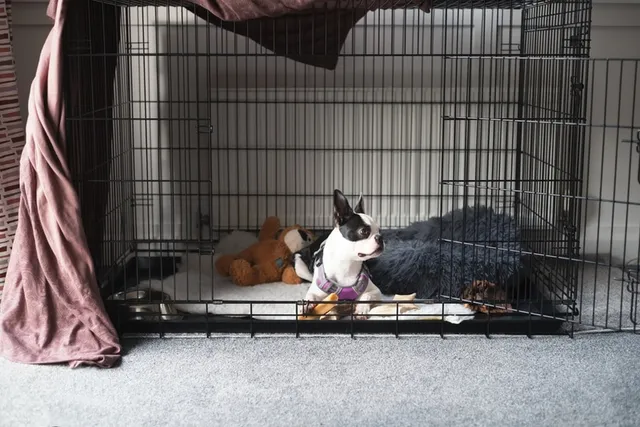 What Size Crate Do I Need for a Boston Terrier? Facts & Tips
