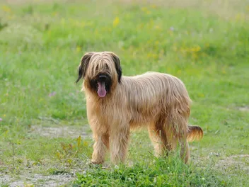 Briard Dog Breed: Info, Pictures, Facts & Traits