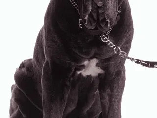 What Breed of Dog Is Fang in Harry Potter? Cinema Dogs Presented