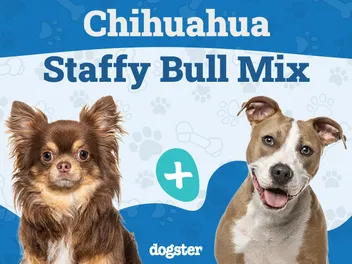 Chi Staffy Bull Dog Breed: Info, Pictures, Care Guide & More