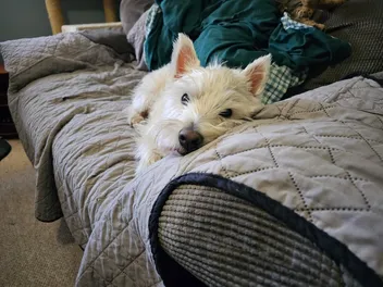 10 Best Couch Covers for Dogs in 2026 - Reviews & Top Picks