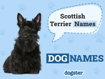 200+ Popular & Unique Scottish Terrier Names