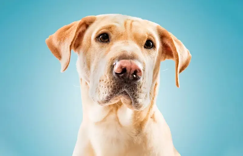 shar pei labrador mixed breed dog