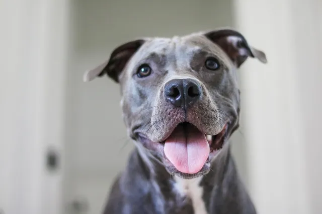 Is a Pit Bull Hypoallergenic? Vet-Approved Facts & Tips