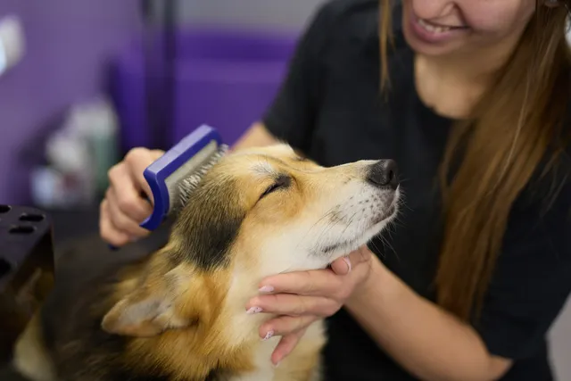 Dog Brushes Based on Coat Type: 6 Vet-Approved Options