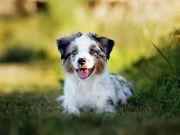 How to Build Confidence in a Puppy: 10 Vet-Approved Tips